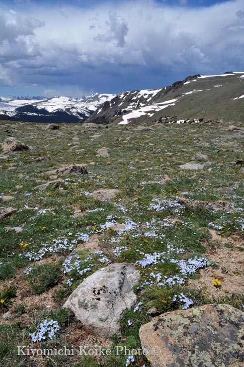 ���R�A���̍ՓT�@�t�H�[���X�g�L���j�I���t��