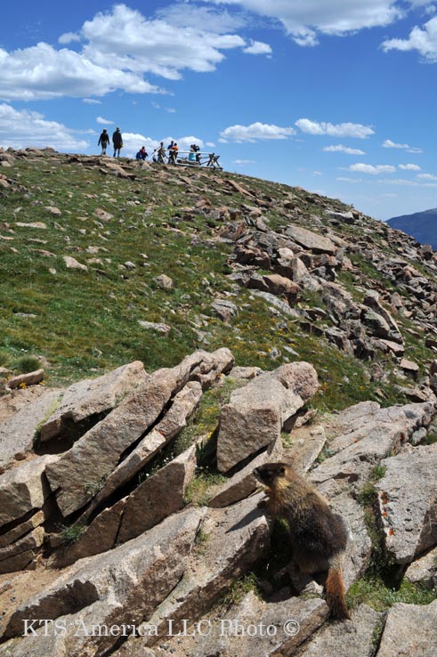 �}�[���b�g�@�t�H�[���X�g�L���j�I���W�]�|�C���g�t��