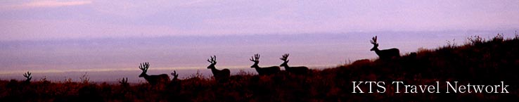 �y�j�s�r�g���x���l�b�g���[�N�z