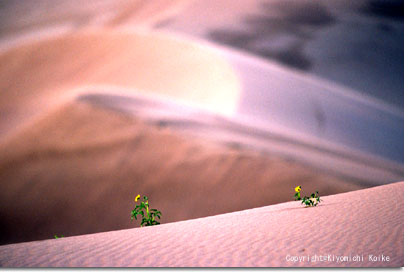 ���������ɏ��������f����C������z�����Đ�����Ђ܂�肽��