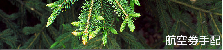 �y�j�s�r�g���x���l�b�g���[�N�z