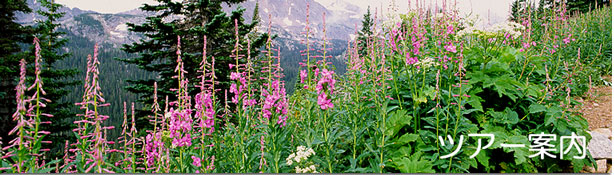 �y�j�s�r�g���x���l�b�g���[�N�z