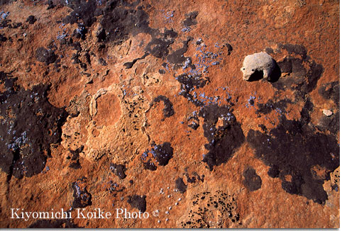 ��̕\�ʂ��N�H����J�r��ۂ������ăL�����o�X�ɂȂ�B�V���N�}���`�����ނ悤�ɂ��ď��F�����`�����Ă��邩�̂悤�ł���B