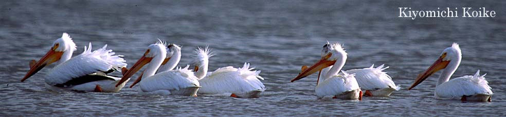 �ʐ^��Ɓ@�y���r ���ʁz