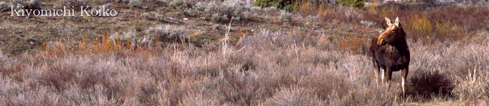 �ʐ^�B�e�c�A�[ �y���r���ʁz�l�C�`���[�t�H�g