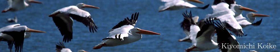 �G�b�Z�C�y���r ���ʁz