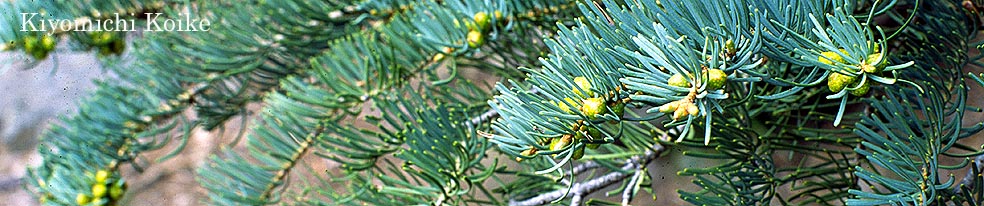 �R�����h �ʐ^�� �G�b�Z�C�y���r ���ʁz