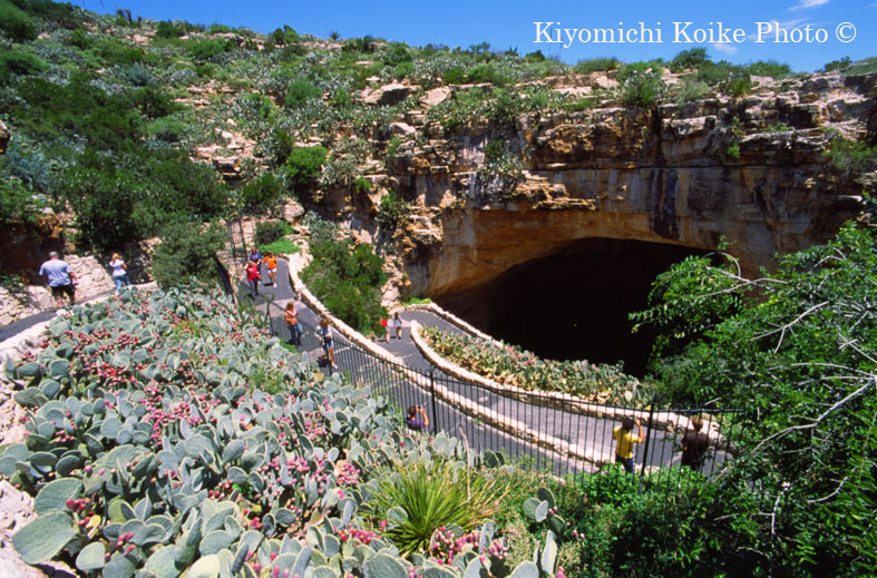 �J�[���Y�o�b�h���A�Q�������� - Carlsbad Caverns National Park