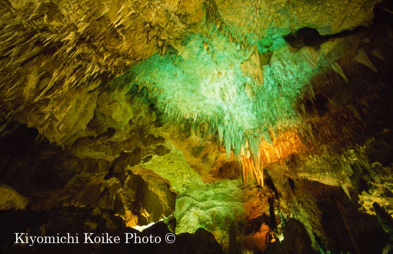 �J�[���Y�o�b�h���A�Q�������� - Carlsbad Caverns National Park