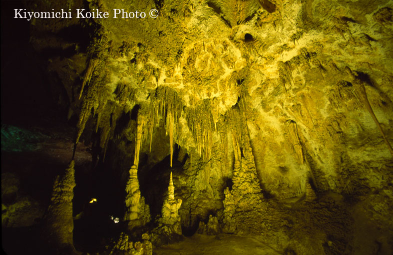�J�[���Y�o�b�h���A�Q�������� - Carlsbad Caverns National Park
