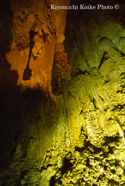 �J�[���Y�o�b�h���A�Q�������� - Carlsbad Caverns National Park