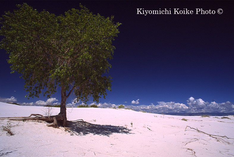 �z���C�g�T���Y������� White Sands National Monument