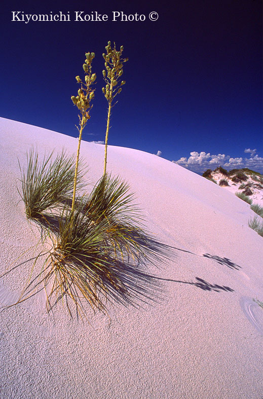 Yucca �z���C�g�T���Y������� White Sands National Monument