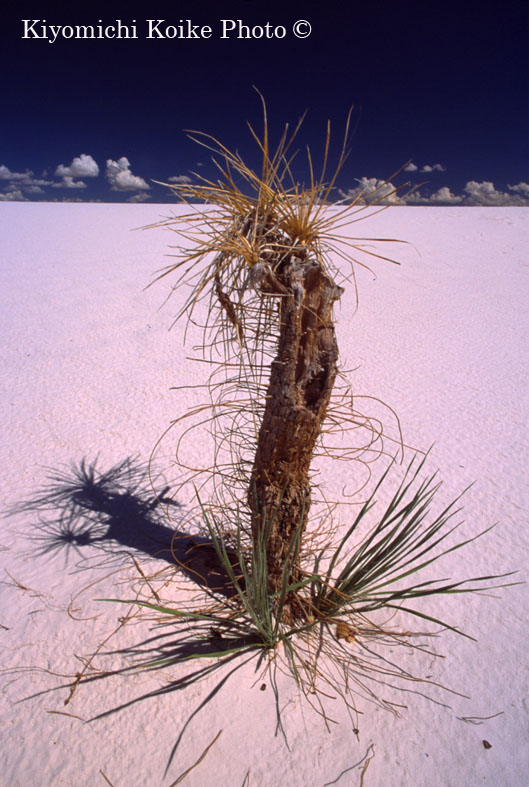 Soaptree Yucca �z���C�g�T���Y������� White Sands National Monument