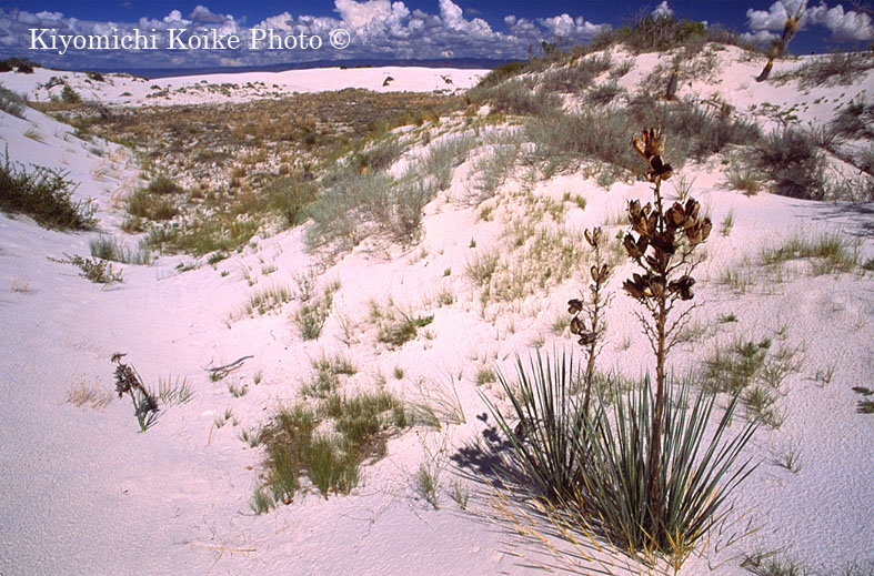 �z���C�g�T���Y�������