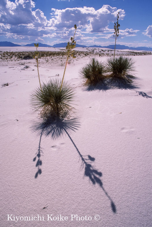 Yucca �z���C�g�T���Y������� White Sands National Monument