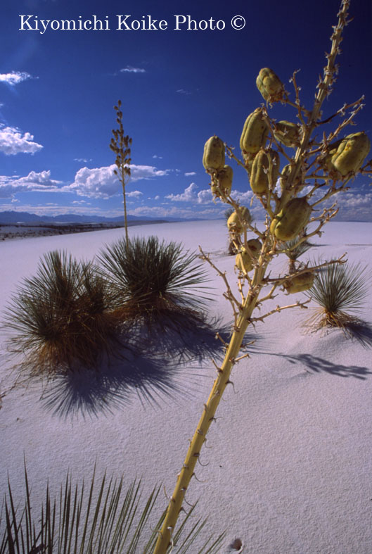 Soaptree Yucca �z���C�g�T���Y������� White Sands National Monument