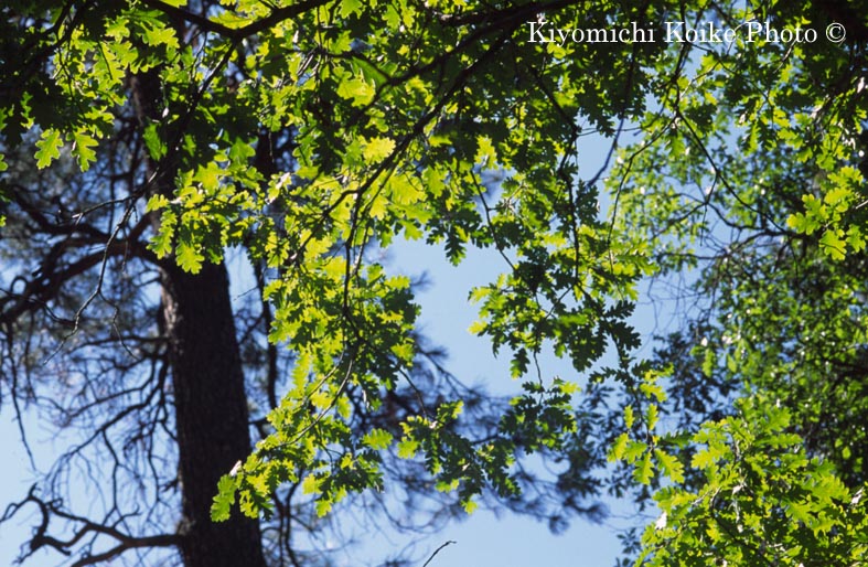 �o���f���A��������@Bandelier National Park