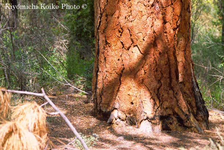 �o���f���A��������@Bandelier National Park