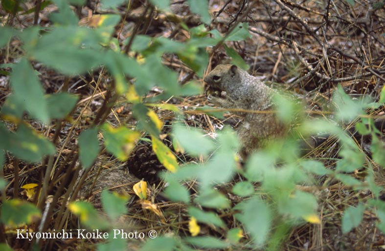 �o���f���A��������@Bandelier National Park