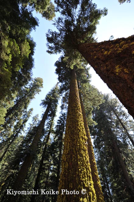 Squoia National Park