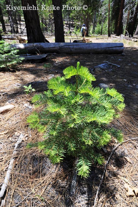 Yosemite National Park