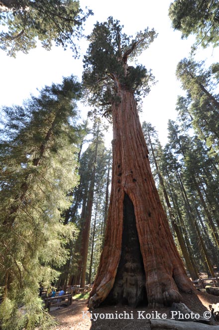 Squoia National Park