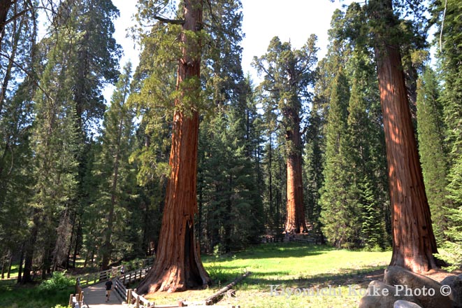 Squoia National Park