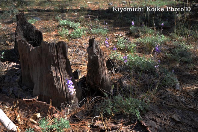 Kings Canyon National Park