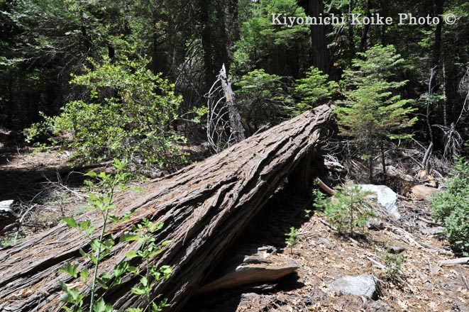 Kings Canyon National Park