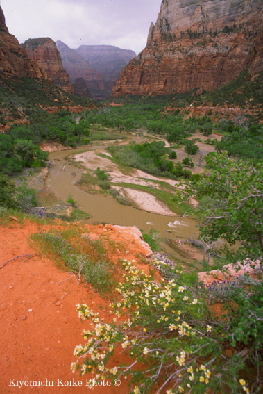 North Fork Virgin River in Zion Canyon - �U�C�I���������� Zion National Park