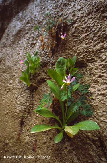 �U�C�I���������� Zion National Park