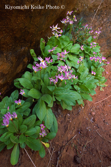 �V���[�e�B���O�X�^�[�F�U�C�I���������� Zion National Park