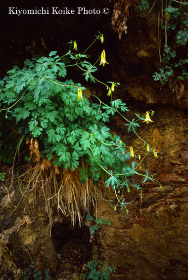 ���F�����m�I�_�}�L�F�U�C�I���������� Zion National Park