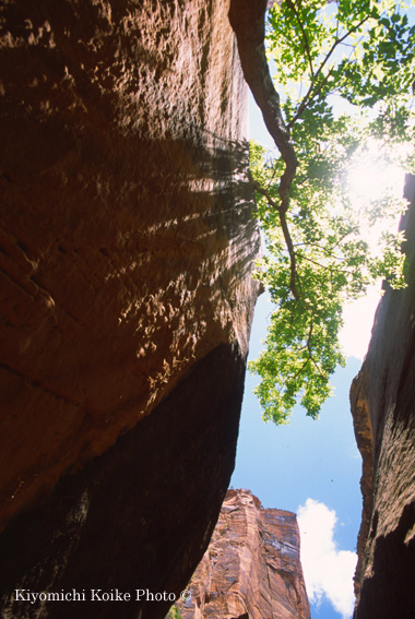 Emerald Pool Trail - �U�C�I���������� Zion National Park
