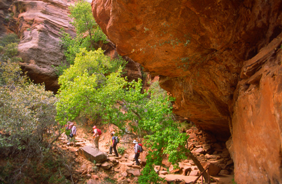 Canyon Overlook Trail 1����/1.6km - �U�C�I���������� Zion National Park