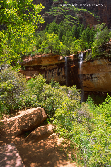 Lower Emerald Pool 1����/1.9km - �U�C�I���������� Zion National Park