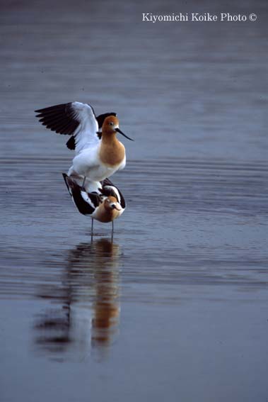 American Avocet - Recurvirostra americana