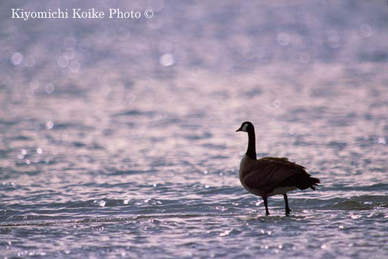 Canadian Goose - Branta canadensis