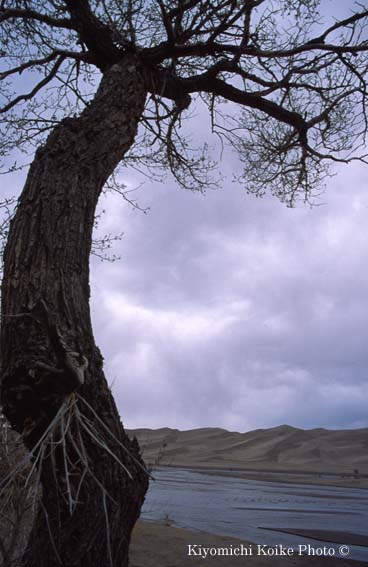 �O���C�g�T���h�f���[���Y�������� Great Sand Dunes National Park