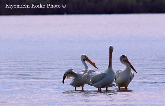 American White Pelican - Pelecanus erythrorhynchos