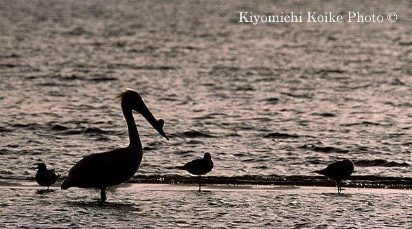 American White Pelican - Pelecanus erythrorhynchos