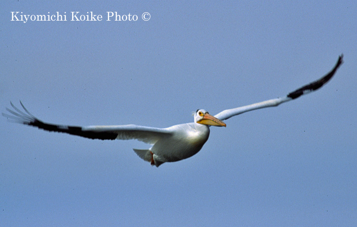 American White Pelican - Pelecanus erythrorhynchos