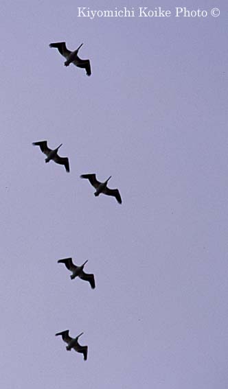 American White Pelican - Pelecanus erythrorhynchos