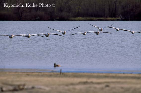 American White Pelican - Pelecanus erythrorhynchos
