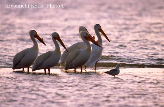 American White Pelican - Pelecanus erythrorhynchos