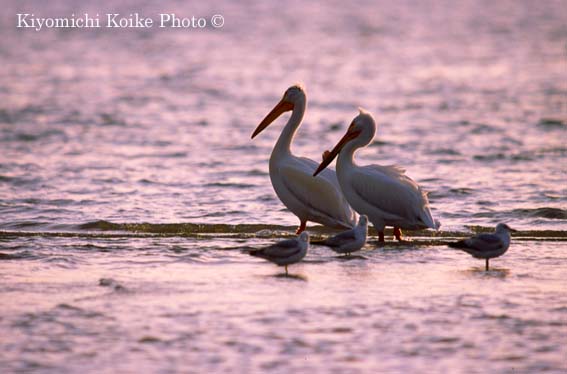 American White Pelican - Pelecanus erythrorhynchos