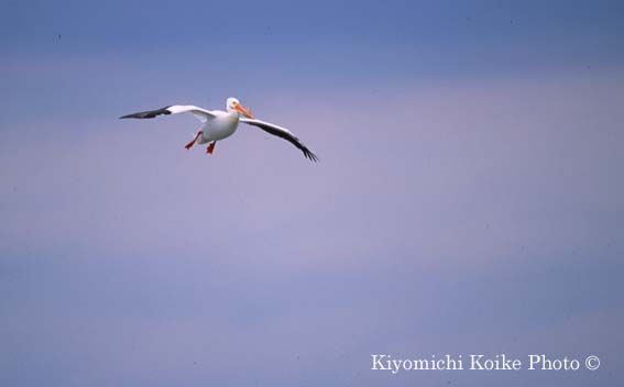 American White Pelican - Pelecanus erythrorhynchos