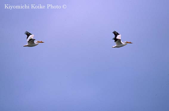 American White Pelican - Pelecanus erythrorhynchos