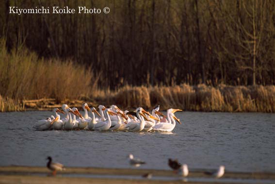 American White Pelican - Pelecanus erythrorhynchos